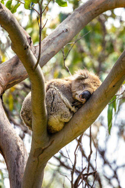 un koala endormi, phascolarctos cinereus, dans un eucalyptus sur la rivière kennett, great ocean road, australie. ce mignon marsupial dort 20 heures par jour et est en voie de disparition à l’état sauvage. - cinereous photos et images de collection