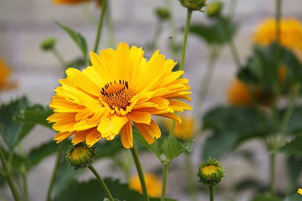 Yellow Daisy against gray background stock photo