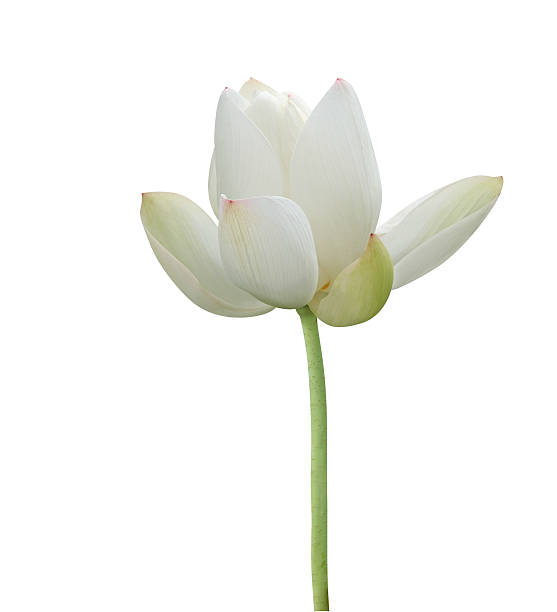 White lotus flower stock photo