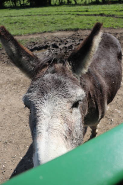 осел - ass mule animal bizarre стоковые фото и изображения