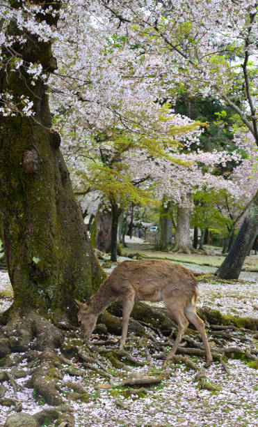 istock Deer at Nara Park (Japan) in the cherry blossom 1467959960