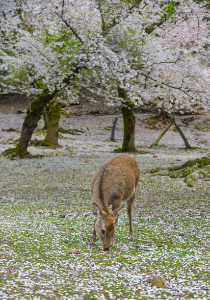istock Deer at Nara Park (Japan) in the cherry blossom 1467960016
