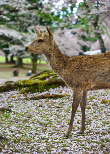 istock Deer at Nara Park (Japan) in the cherry blossom 1467960336