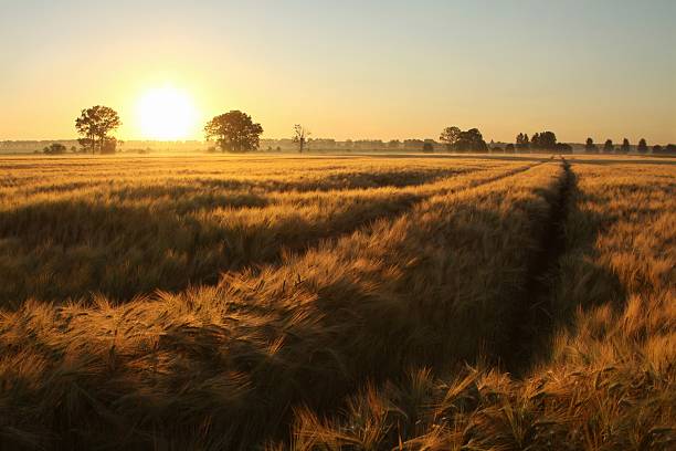 日の出のフィールド - morning cereal plant fog corn crop ストックフォトと画像