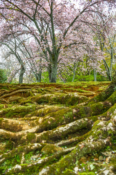 Cherry blossom (hanami) in Nara, Japan