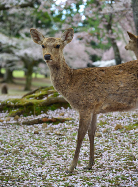 istock Deer at Nara Park (Japan) in the cherry blossom 1467960720