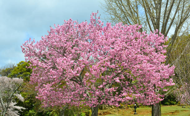 istock Cherry blossom (hanami) in Nara, Japan 1467960891