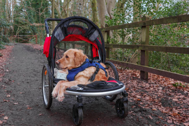 istock Dog in walking buggy with bad legs 1467960992