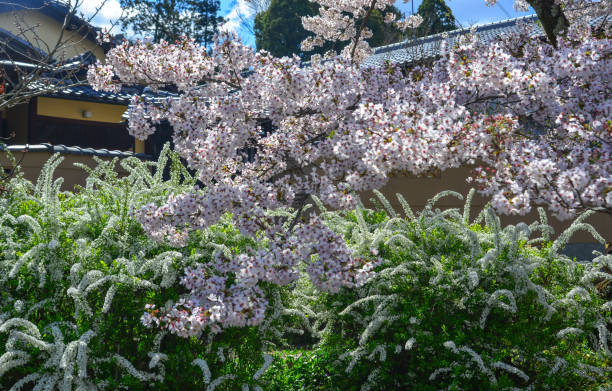 istock Cherry blossom (hanami) in Kyoto, Japan 1467961160