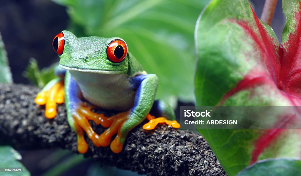 Red-Eyed Tree Frog A colorful Red-Eyed Tree Frog (Agalychnis callidryas) sitting along a vine in its tropical setting. Costa Rica Stock Photo