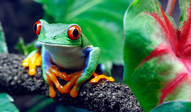 Red-Eyed Tree Frog A colorful Red-Eyed Tree Frog (Agalychnis callidryas) sitting along a vine in its tropical setting. frog stock pictures, royalty-free photos & images