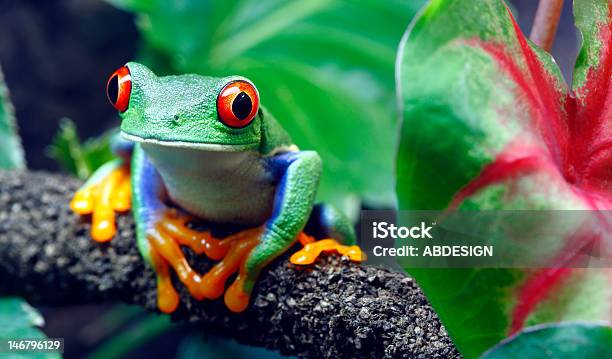 Redeyed Tree Frog Stock Photo - Download Image Now - Costa Rica, Frog, Rainforest