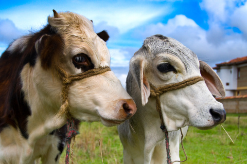 Col Cow Colombian Cows Stock Photo - Download Image Now - Blade of Grass ...