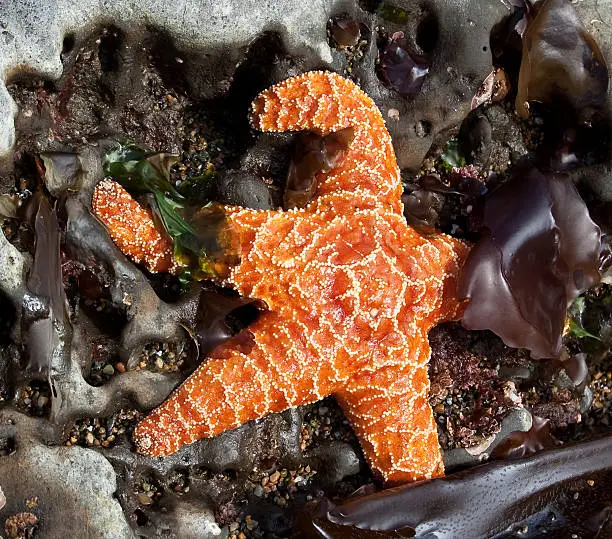 Orange colored starfish land-locked during low tide.