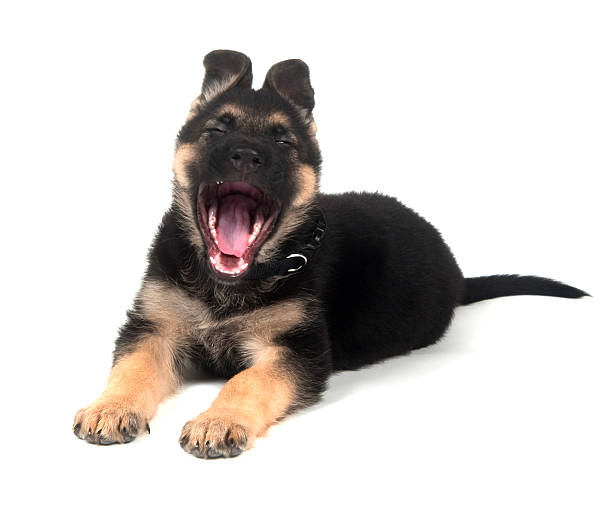 istock German Shepherd puppy yawning on white 146796283