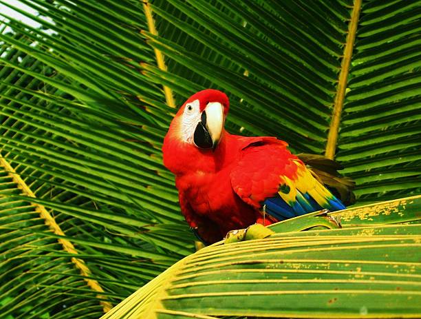 Scarlet Macaw and Palm Tree stock photo