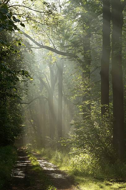 istock Country road in the forest 146796308