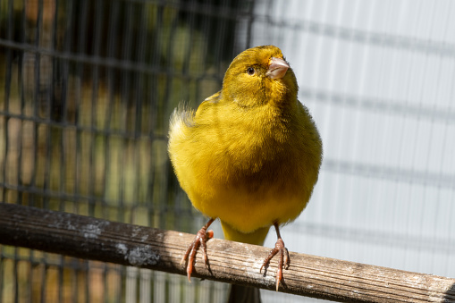 Canary Standing on a Wooden Perch