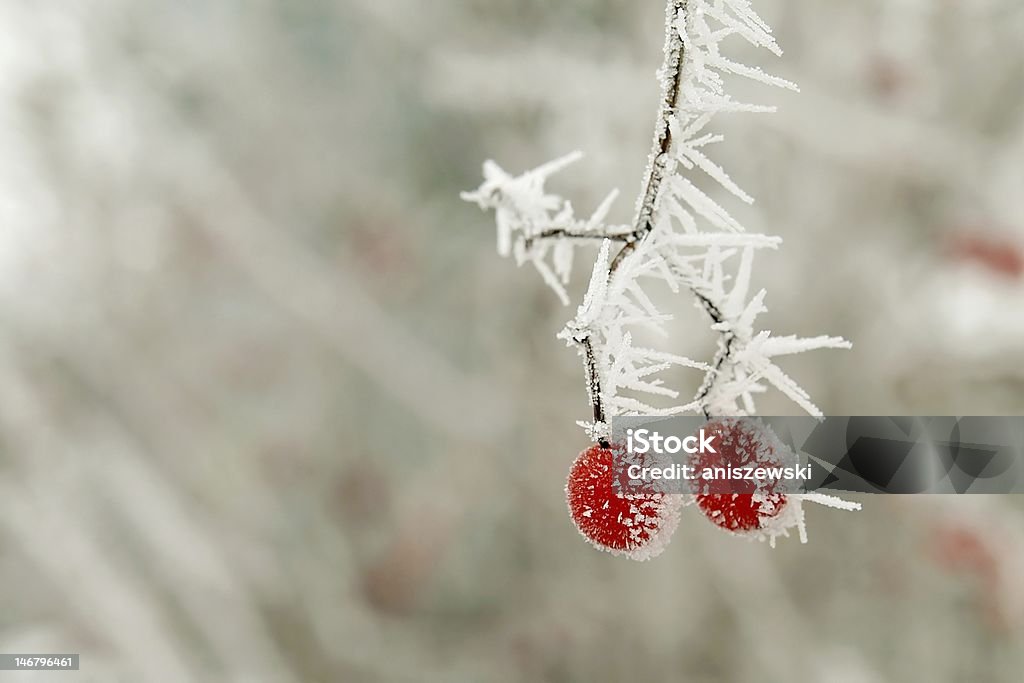 冷凍レッドベリー - クリスマスのロイヤリティフリーストックフォト