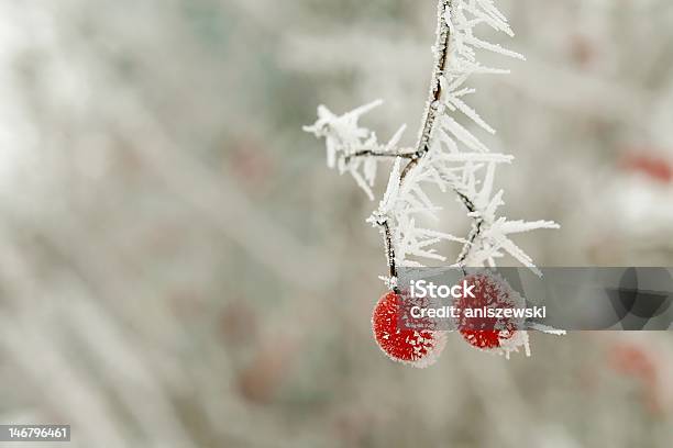냉동상태의 레드 베리류 눈송이에 대한 스톡 사진 및 기타 이미지 - 눈송이, 베리류, 산 딸기류