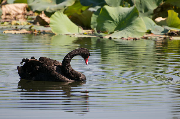 Black swam stock photo