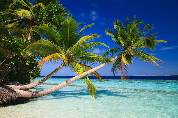 istock Tropical paradise beach in the Maldives 146796491