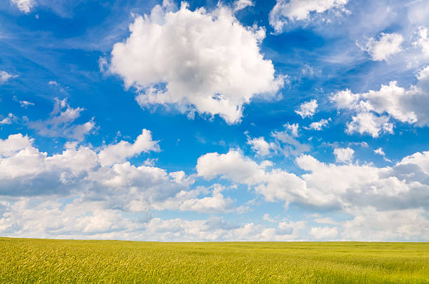 Field stock photo