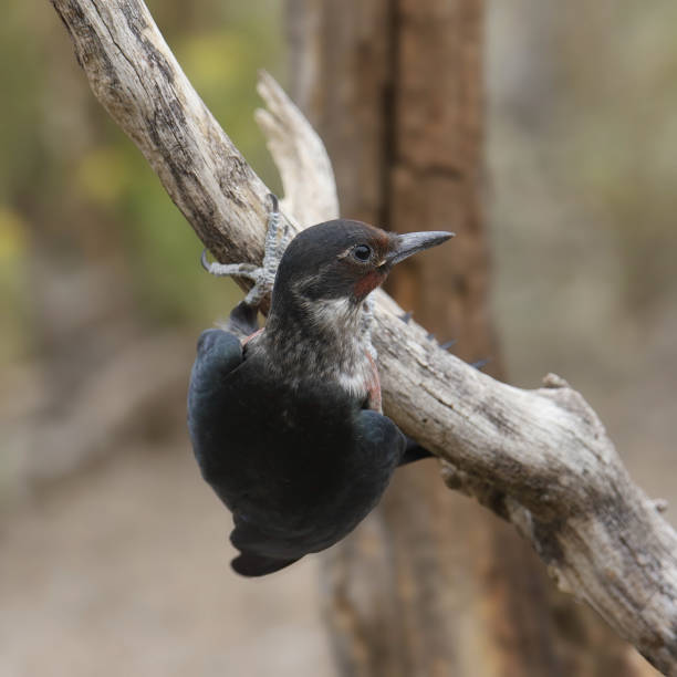 40+ Pic De Lewis Photos, taleaux et images libre de droits iStock