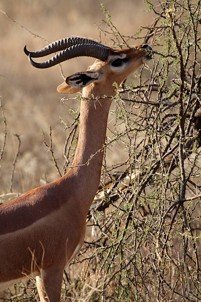 istock Giraffe-necked gerenuk, Kenya 146796568