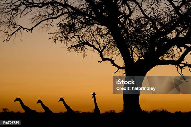 Photo libre de droit de Silhouettes Girafes Au Coucher Du Soleil Parc National Detosha Namibie banque d'images et plus d'images libres de droit de Acacia