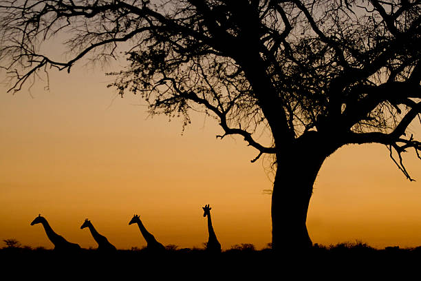 istock Giraffe silhouettes at sunset. Etosha National Park, Namibia. 146796739