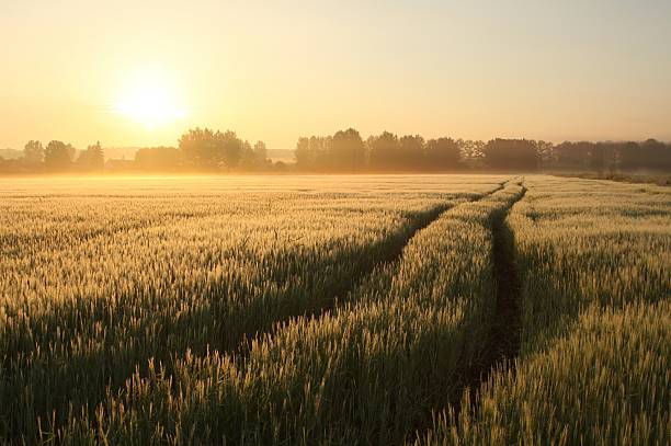 sunrise over the fields - morning cereal plant fog corn crop fotografías e imágenes de stock