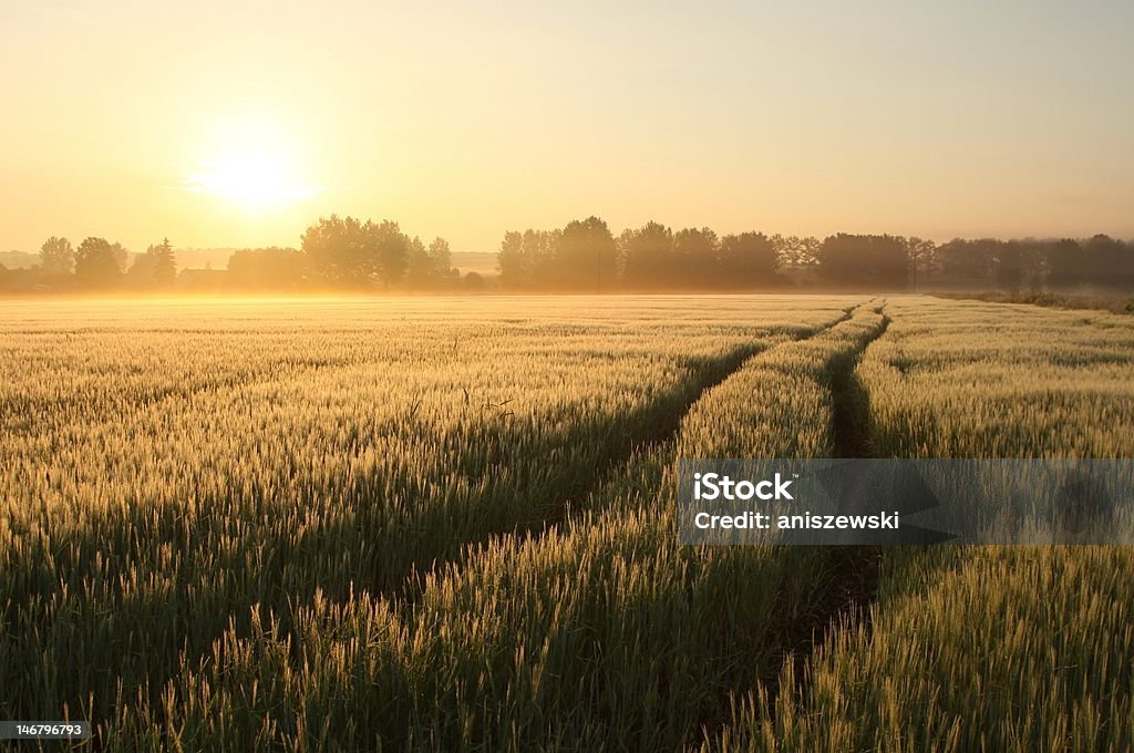 Sunrise over the fields Misty rural landscape at dawn. Picture taken in June. Agricultural Field Stock Photo