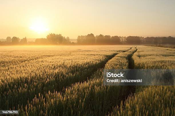 Sunrise Over The Fields Stock Photo - Download Image Now - Agricultural Field, Tree, Wheat