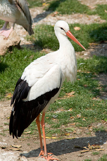 Cicogna bianca - foto stock