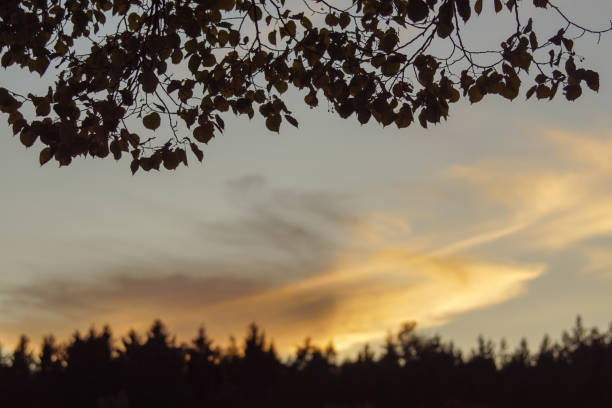 Silhouette of trees against sky during sunset