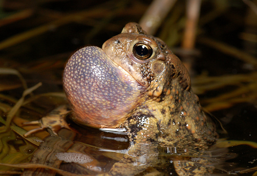A male American Toad trills in an effort to attract females in a night time Wisconsin wetland.