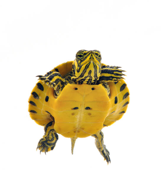 istock Baby Turtle Isolated on White Background 1467970084