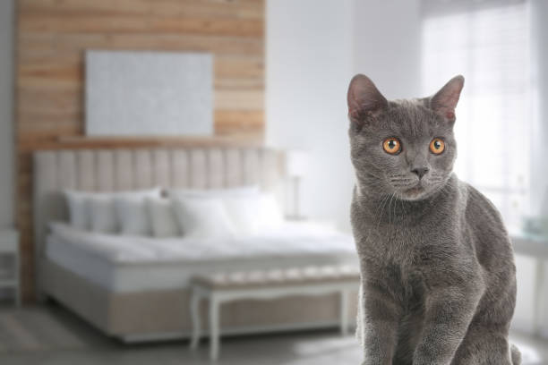 istock Lovely grey cat in bedroom, space for text. Pet friendly hotel 1467970814