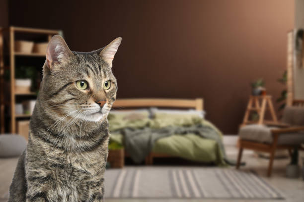 istock Beautiful tabby cat in bedroom, space for text. Pet friendly hotel 1467970869