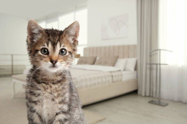 istock Lovely kitten in bedroom, space for text. Pet friendly hotel 1467970893