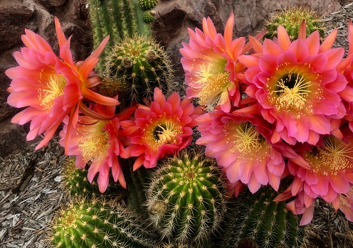 Timing is everything when it comes to these cactus flowers