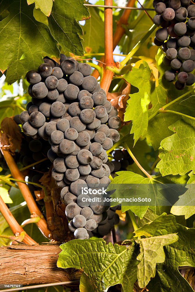 Racimo de maduras uvas en la vid montaje - Foto de stock de Agricultura libre de derechos