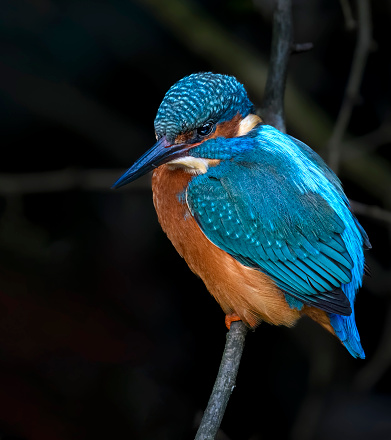 A kingfisher sits on its perch above the Water of Leith in Edinburgh
