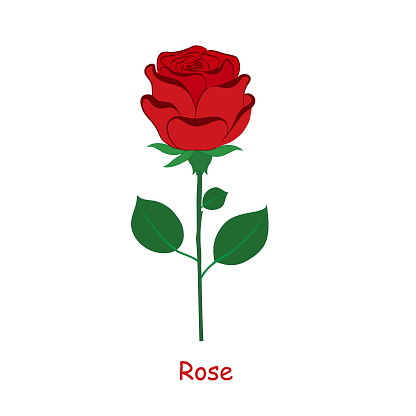 Vector illustration of a beautiful red rose flower isolated on a white background. EPS 10 file is aranged in groups and layers for easy editing. White background is on separate layer.