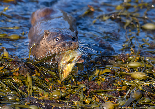 An otter on the Isle of Mull, on Scotland's west coast, brings in a wrasse for lunch.
