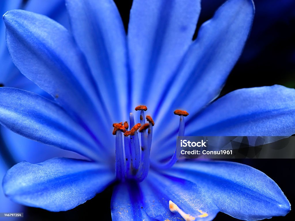 Coloración - Foto de stock de Azul libre de derechos