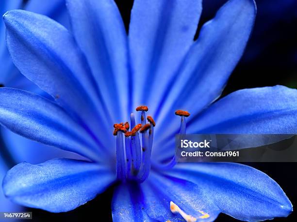 Coloración Foto de stock y más banco de imágenes de Azul - Azul, Detalle de primer plano, Estambre