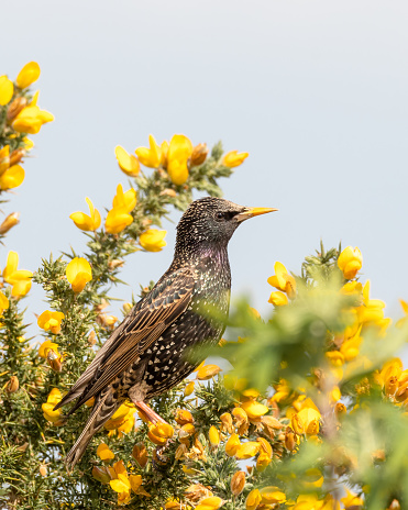 Starling Perched on a Bush