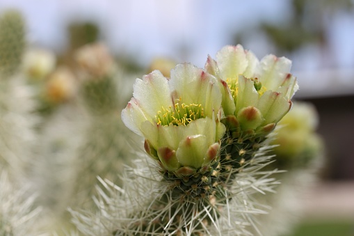 Beautiful Cholla Cactus reaches for the sun in boom